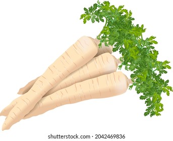 Parsnip for banners, flyers, posters, cards. Bunch of parsnips with tops. Parsnip root. Fresh organic and healthy, diet and vegetarian vegetables. Vector illustration isolated on white background