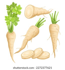 parsnip food healthy set cartoon. vegetable root, vegetarian fresh, eating ingredient, raw white, natural plant parsnip food healthy vector illustration