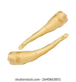 parsnip illustration on white background vol 01