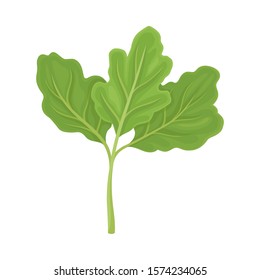 Parsnip Leaves Vector Illustrated Item. Detailed Agricultural Crop Drawing