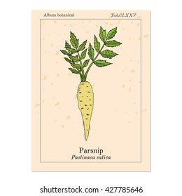 Parsnip (pastinaca sativa), root vegetable, hand drawn vector botanical illustration