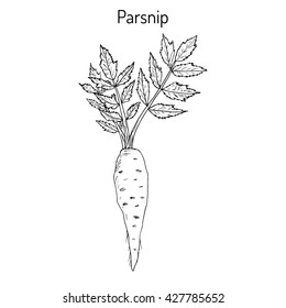 Parsnip (pastinaca sativa), root vegetable, hand drawn vector botanical illustration