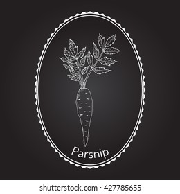 Parsnip (pastinaca sativa), root vegetable, hand drawn vector botanical illustration