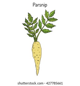 Parsnip (pastinaca sativa), root vegetable, hand drawn vector botanical illustration