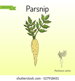 Parsnip (pastinaca sativa), root vegetable, hand drawn vector botanical illustration