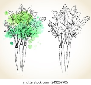 Parsnip (Pastinaca sativa) roots with leaves, painted with watercolor splashes and dark outlines. Vector illustration. 