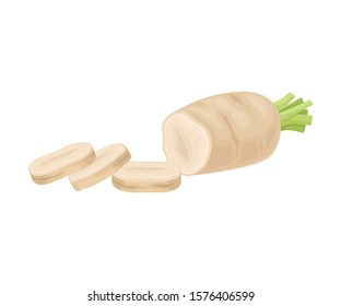 Parsnip Root Cut into Slices Vector Item