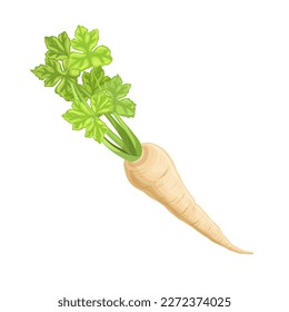 parsnip root food cartoon. healthy ingredient, raw vegetable, fresh natural, white, organic culinary, eating parsnip root food vector illustration