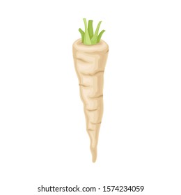 Parsnip Root With Green Leaves Cut off Vector Item