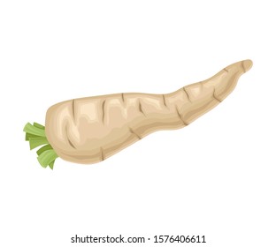 Parsnip Root With Green Leaves Cut off Vector Item