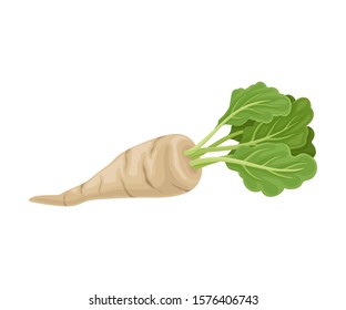 Parsnip Root With Green Leaves In Full Length Vector Item