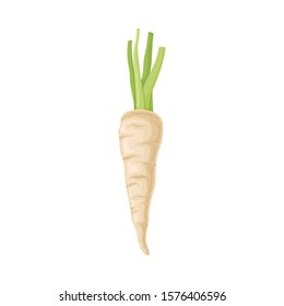 Parsnip Root With Green Stems Vector Item