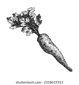 parsnip root natural hand drawn. fresh raw, food vegetable, plant vegetarian, parsley nature, pastinaca ingredient parsnip root natural vector sketch. isolated black illustration