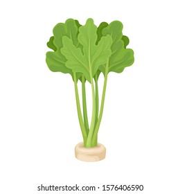 Parsnip Root Peeped out From the Ground With Green Leaves Vector Illustration. Agricultural Ingredient Concept