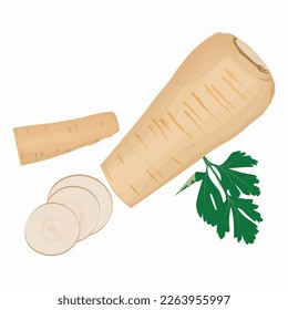 parsnip root slices parsley isolated white background top view.