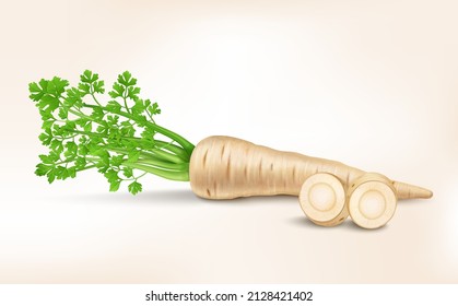 Parsnip root vector illustration with vegetable  slices and leaves 