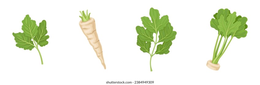 Parsnip Root Vegetable with Green Leaf Vector Set