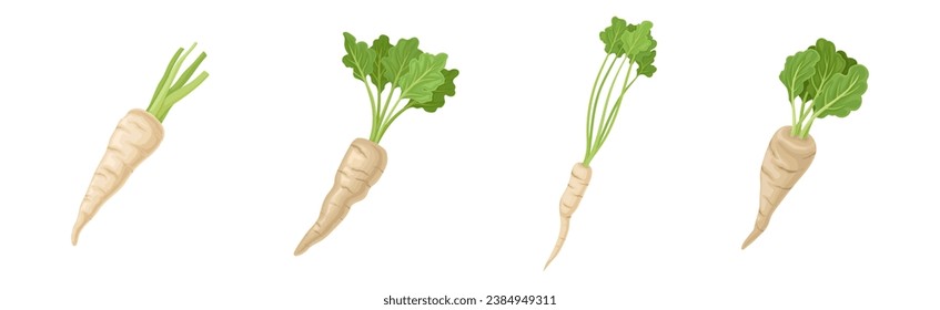 Parsnip Root Vegetable with Green Leaf Vector Set