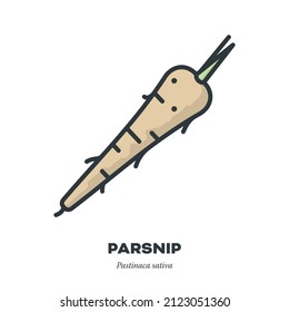 Parsnip root vegetable icon, outline with color fill style vector illustration