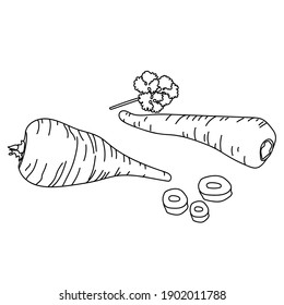 Parsnip root vegetable, plant contour vector illustration, food product coloring page for  kids