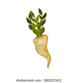 Parsnip as Root Vegetable with Underground Plant Part Vector Illustration