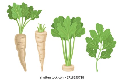 Parsnip with Roots and Lush Top Leaves Vector Set