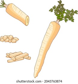 Parsnip set for banners, flyers. Half and diced parsnips. Parsnip cut into strips. Parsnip root. Cartoon style. Fresh organic, vegetarian vegetables. Vector illustration isolated on white background