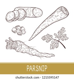 Parsnip. Vegetable. Root, sheet, piece. Set. Sketch. Monophonic. On a white background.