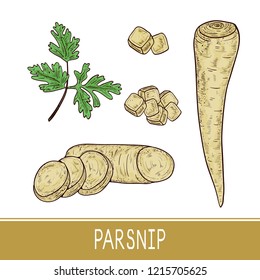 Parsnip. Vegetable. Root, sheet, piece. Set. Sketch. Color. On a white background.