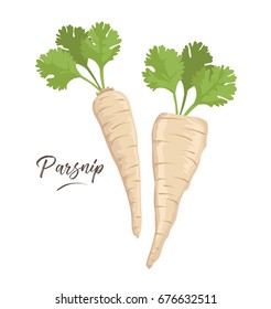 Parsnip vegetable vector