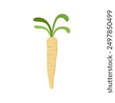 parsnips flat design vector illustration isolated on white background. Parsnip Root With Green Leaves. Fresh vegetables, organic vegetable and healthy, diet and vegetarian