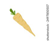 parsnips flat design vector illustration isolated on white background. Parsnip Root With Green Leaves. Fresh vegetables, organic vegetable and healthy, diet and vegetarian