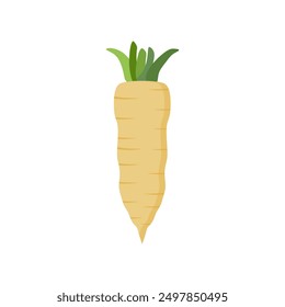 Ilustración vectorial plana del diseño de las chirivías aislada en el fondo blanco. Raíz De Chirivía Con Hojas Verdes. Verduras frescas, vegetales orgánicos y saludables, dieta y vegetariano