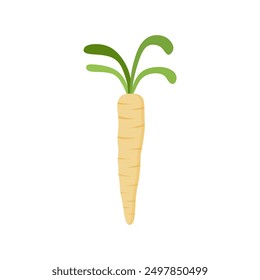 parsnips flat design vector illustration isolated on white background. Parsnip Root With Green Leaves. Fresh vegetables, organic vegetable and healthy, diet and vegetarian