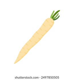 parsnips flat design vector illustration isolated on white background. Parsnip Root With Green Leaves. Fresh vegetables, organic vegetable and healthy, diet and vegetarian