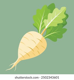 parsnips flat design vector illustration isolated on white background. Parsnip Root With Green Leaves.