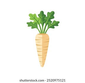 Parsnips flat design vector illustration isolated on white background with green leaves