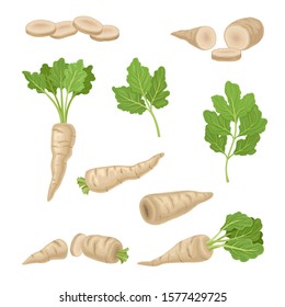 Parsnips Roots and Leaves Vector Set. Agricultural Food Collection