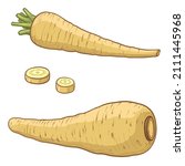 Parsnips Roots. Vector illustration of Parsnips, isolated on a white background.