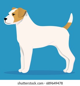 Parson Russel terrier