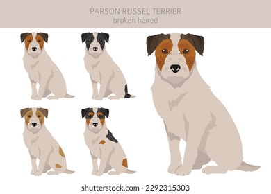 Parson Russel terrier con el cabello roto. Postas diferentes, colores de abrigo.  Ilustración del vector