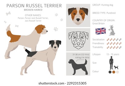 Parson Russel terrier broken haired clipart. Different poses, coat colors set.  Vector illustration