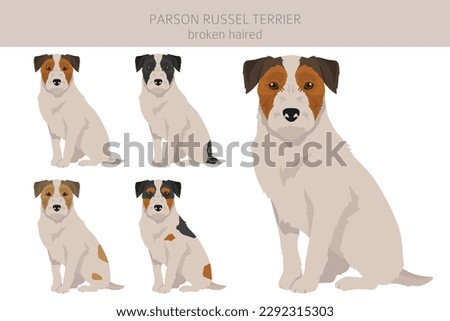 Parson Russel terrier broken haired clipart. Different poses, coat colors set.  Vector illustration