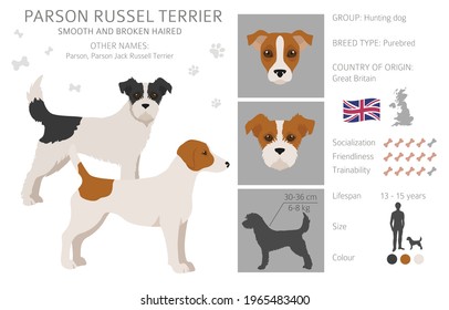 Parson Russel terrier clipart. Different poses, coat colors set.  Vector illustration