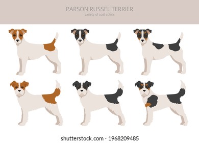 Parson Russel terrier clipart. Different poses, coat colors set.  Vector illustration