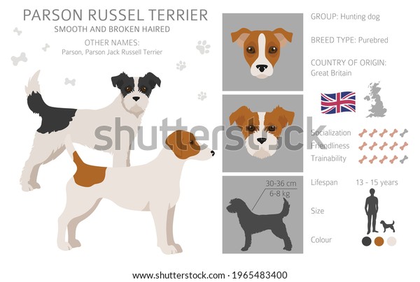 Parson Russel Terrier Clipart Different Poses Stock Vector (Royalty ...