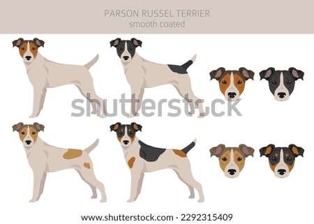 Parson Russel terrier smooth coated clipart. Different poses, coat colors set.  Vector illustration