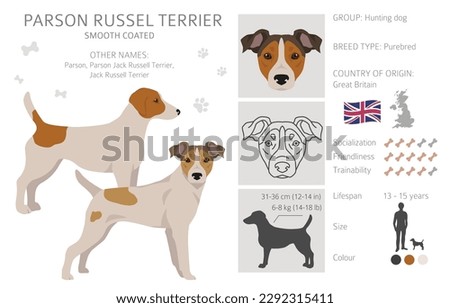Parson Russel terrier smooth coated clipart. Different poses, coat colors set.  Vector illustration