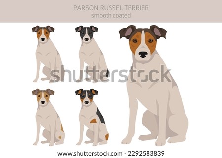 Parson Russel terrier smooth coated clipart. Different poses, coat colors set.  Vector illustration