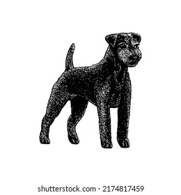 Parson Russell Terrier dog hand drawing vector illustration isolated on white background